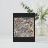 Hot Springs Mountain, AR Squirrel Camouflage Gifts Briefkaart (Staand voorkant)