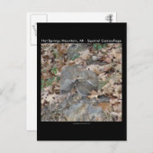 Hot Springs Mountain, AR Squirrel Camouflage Gifts Briefkaart (Voorkant / Achterkant)