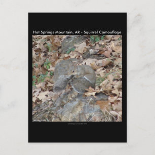 Hot Springs Mountain, AR Squirrel Camouflage Gifts Briefkaart