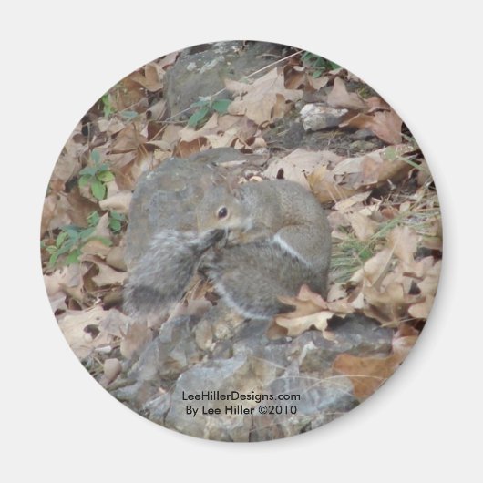 Hot Springs Mountain, AR Squirrel Camouflage Gifts Magneet (Voorkant)