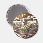 Hot Springs Mountain, Arkansas Chipmunk Gifts Magneet (Voorkant / Achterkant)