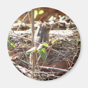 Hot Springs Mountain, Arkansas Chipmunk Gifts Magneet