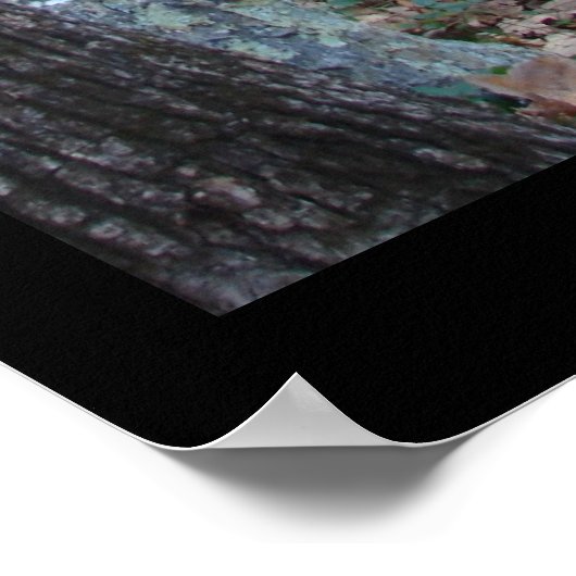 Hot Springs Mountain Arkansas Path Large Print (Hoek)