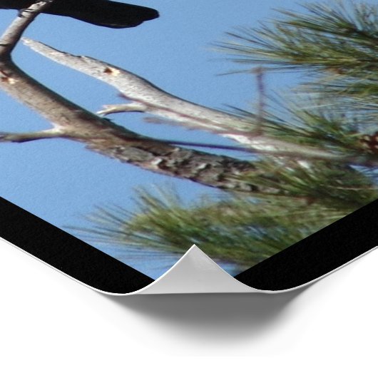 Hot Springs National Park, AR - American Crow Poster (Hoek)