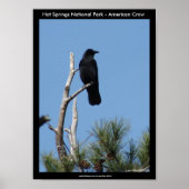 Hot Springs National Park, AR - American Crow Poster (Voorkant)