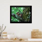 Hot Springs National Park, AR Chipmunk Snack Poster (Keuken)