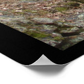 Hot Springs National Park, AR - Enchanted Paths Poster (Hoek)