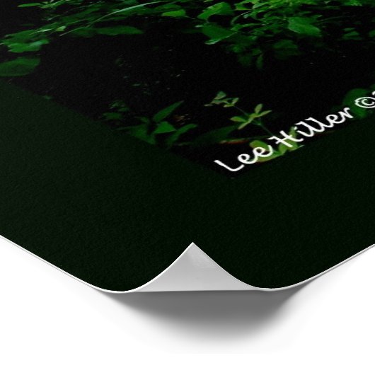 Hot Springs National Park, AR Fading Fog Posters (Hoek)