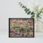 Hot Springs National Park, AR - Honeysuckle Trail Briefkaart (Staand voorkant)