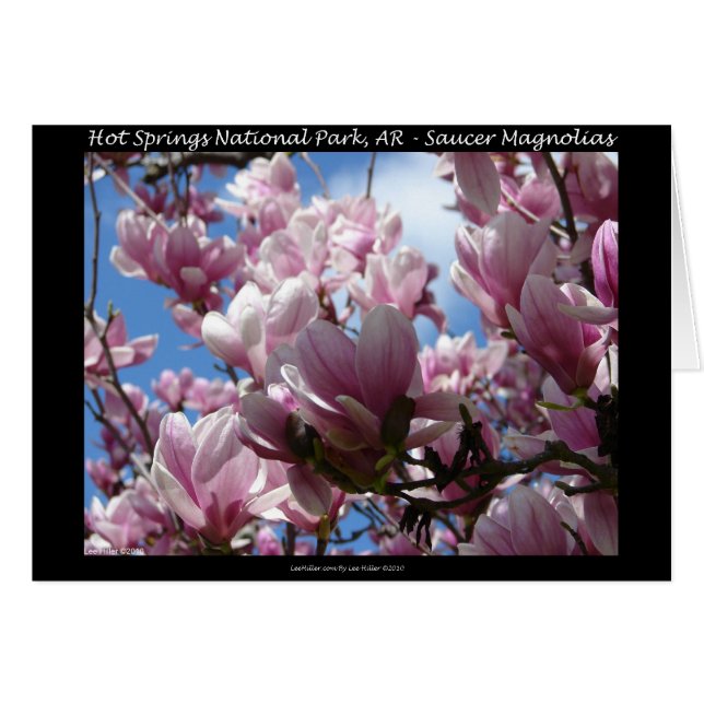 Hot Springs National Park AR Saucer Magnoia Gifts (Voorkant Horizontaal)