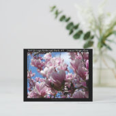 Hot Springs National Park AR Saucer Magnoia Gifts Briefkaart (Staand voorkant)