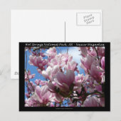 Hot Springs National Park AR Saucer Magnoia Gifts Briefkaart (Voorkant / Achterkant)