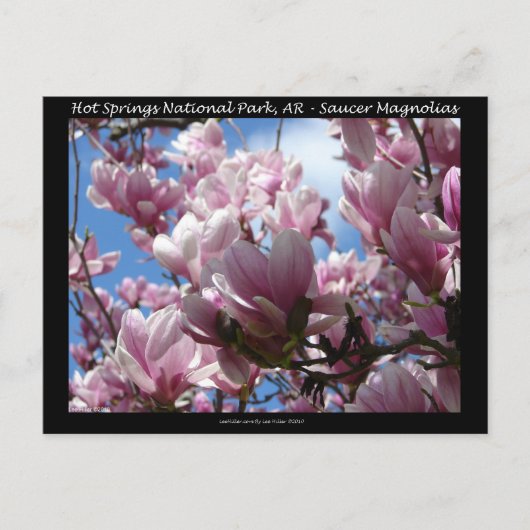 Hot Springs National Park AR Saucer Magnoia Gifts Briefkaart (Voorkant)