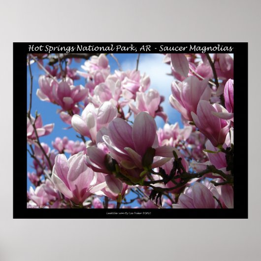 Hot Springs National Park AR Saucer Magnoia Poster (Voorkant)