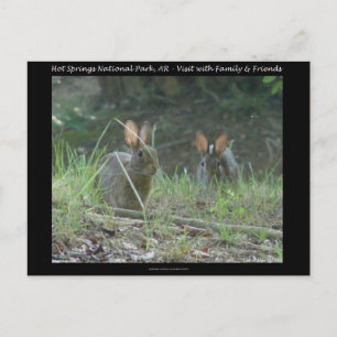 Hot Springs National Park, AR Wild Rabbits Gesche Briefkaart