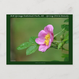 Hot Springs National Park, AR Wild Rose Gifts Briefkaart