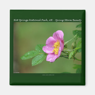 Hot Springs National Park, AR Wild Rose Gifts Magneet