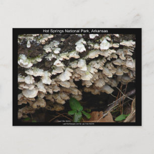 Hot Springs National Park, Arkansas Boomzwam Briefkaart