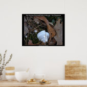 Hot Springs National Park, Arkansas - Ice Ornament Poster (Keuken)