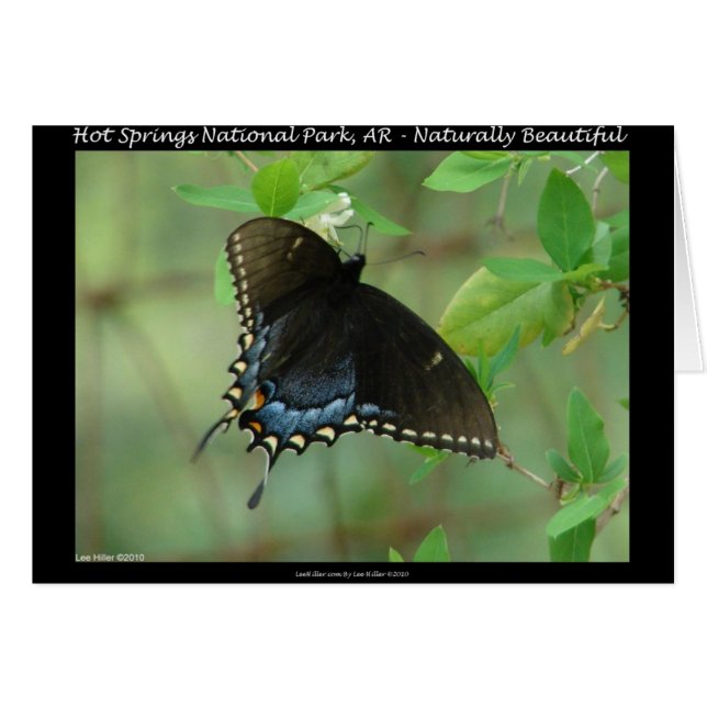 Hot Springs National Park Swallowtail Butterfly (Voorkant Horizontaal)