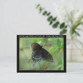 Hot Springs National Park Swallowtail Butterfly Briefkaart (Staand voorkant)