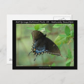 Hot Springs National Park Swallowtail Butterfly Briefkaart (Voorkant / Achterkant)