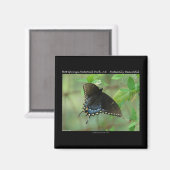 Hot Springs National Park Swallowtail Butterfly Magneet (Voorkant / Achterkant)