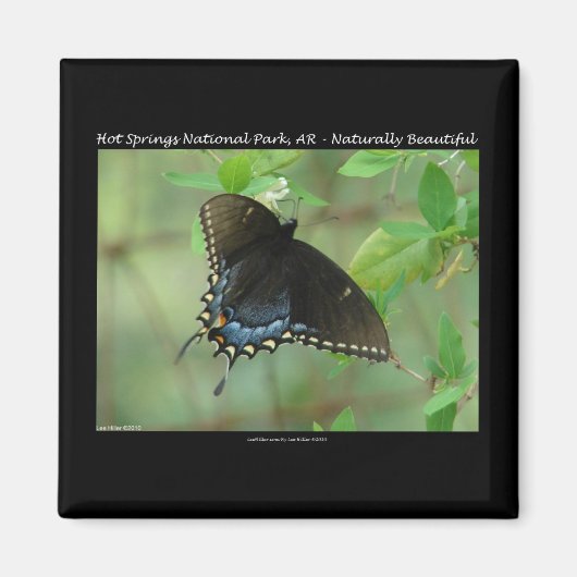 Hot Springs National Park Swallowtail Butterfly Magneet (Voorkant)