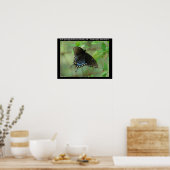 Hot Springs National Park Swallowtail Butterfly Poster (Keuken)