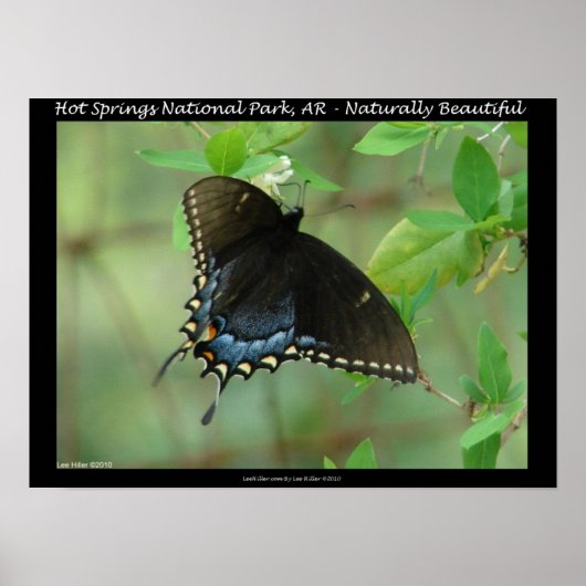Hot Springs National Park Swallowtail Butterfly Poster (Voorkant)