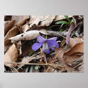 Hot Springs National Park Wildflower door Lee Hill Poster