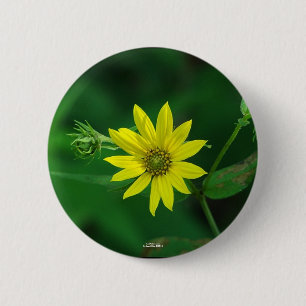 Hot Springs National Park Woodland Sunflower Cadea Ronde Button 5,7 Cm