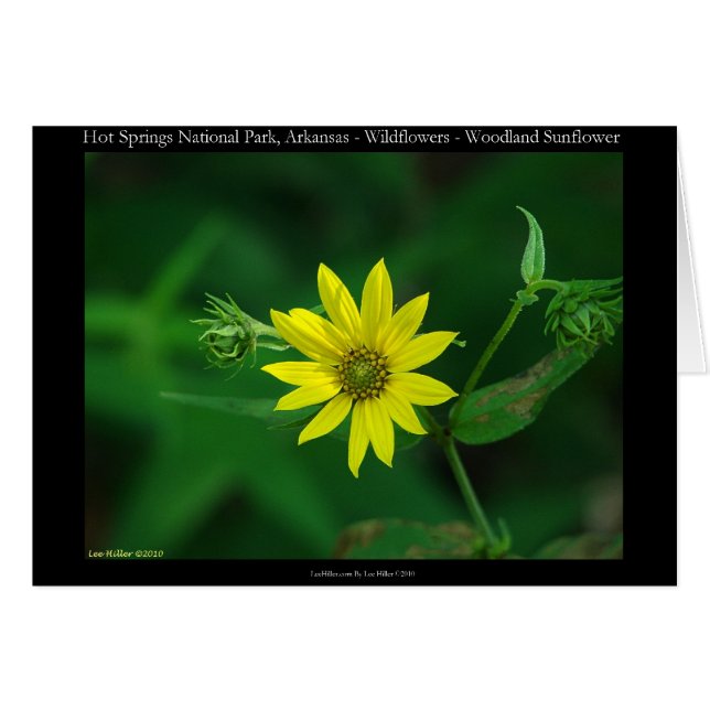 Hot Springs National Park Woodland Sunflower Gifts (Voorkant Horizontaal)