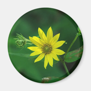 Hot Springs National Park Woodland Sunflower Gifts Magneet