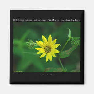 Hot Springs National Park Woodland Sunflower Gifts Magneet