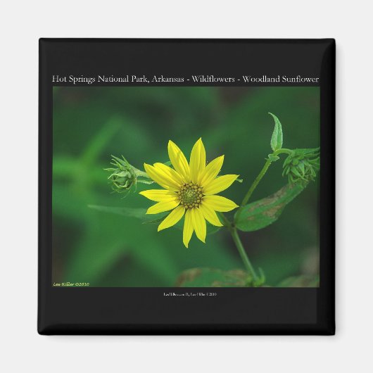 Hot Springs National Park Woodland Sunflower Gifts Magneet (Voorkant)