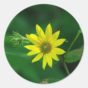 Hot Springs National Park Woodland Sunflower Gifts Ronde Sticker
