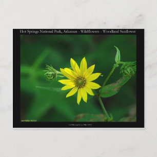 Hot Springs National Park Woodland Zonnebloem Gesc Briefkaart