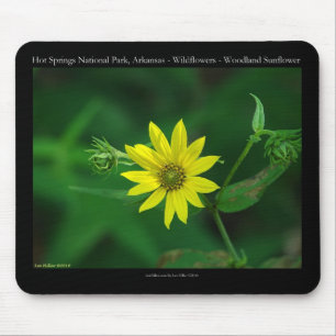 Hot Springs National Park Woodland Zonnebloem Gesc Muismat