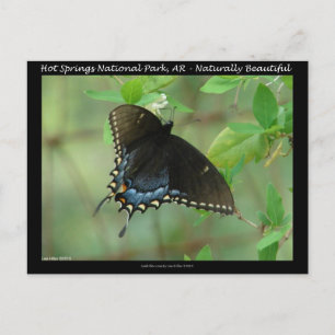 Hot Springs National Park Zwaluwstaartvlinder Briefkaart