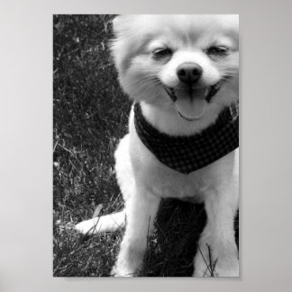 Hot Summer Doggy Days Poster