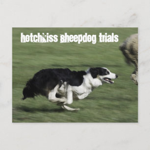 Hotchkiss Sheepdog Trials Briefkaart