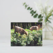 Hotelkoeien grazen. Glasgow, Schotland. Briefkaart (Staand voorkant)