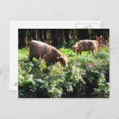 Hotelkoeien grazen. Glasgow, Schotland. Briefkaart (Voorkant / Achterkant)