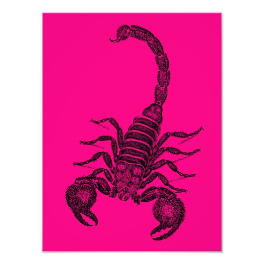  hotroze Scorpion Illustratie -1800 s Foto Afdruk (Voorkant)