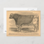 Hotspur, First Prize Bull in Utica, 1863 Briefkaart (Voorkant / Achterkant)