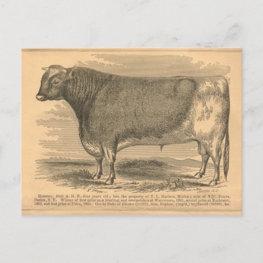 Hotspur, First Prize Bull in Utica, 1863 Briefkaart (Voorkant)