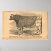 Hotspur, First Prize Bull in Utica, 1863 Poster (Voorkant)