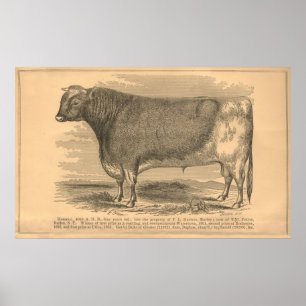 Hotspur, First Prize Bull in Utica, 1863 Poster