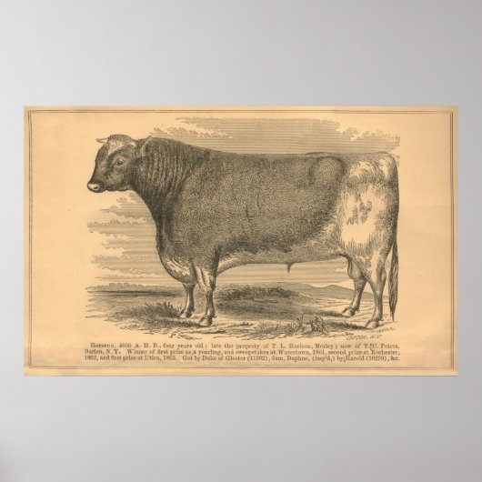 Hotspur, First Prize Bull in Utica, 1863 Poster (Voorkant)